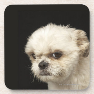 Angry white Shih Tzu met bruine ogen Bier Onderzetter