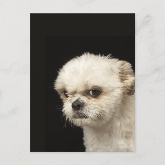 Angry white Shih Tzu met bruine ogen Briefkaart (Voorkant)