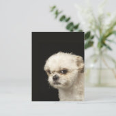 Angry white Shih Tzu met bruine ogen Briefkaart (Staand voorkant)