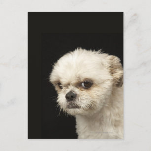 Angry white Shih Tzu met bruine ogen Briefkaart