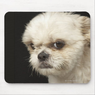 Angry white Shih Tzu met bruine ogen Muismat