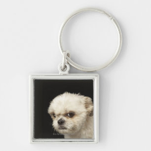 Angry white Shih Tzu met bruine ogen Sleutelhanger