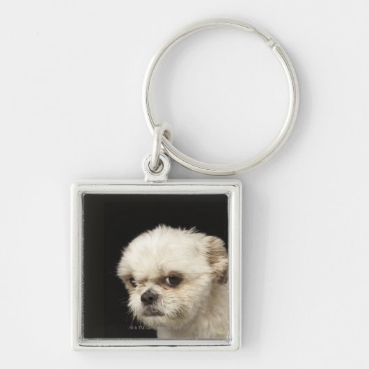Angry white Shih Tzu met bruine ogen Sleutelhanger (Voorkant)