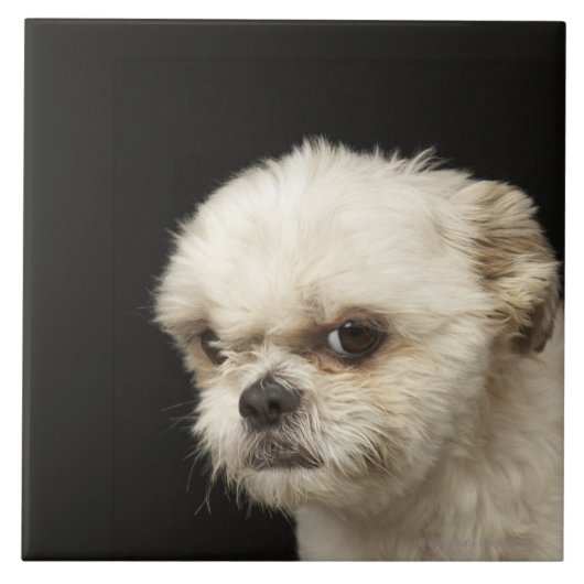 Angry white Shih Tzu met bruine ogen Tegeltje (Voorkant)