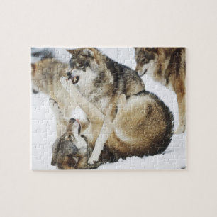 Angry Wolf Puzzle Legpuzzel