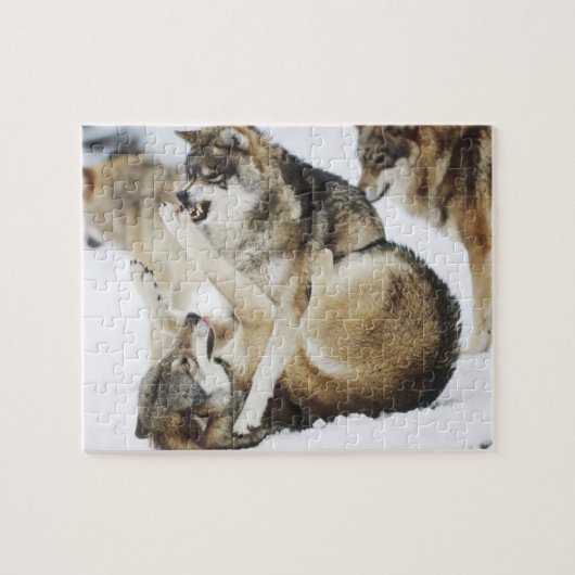 Angry Wolf Puzzle Legpuzzel (Horizontaal)