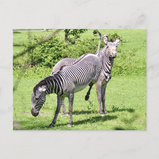 Angry Zebra Briefkaart (Voorkant)