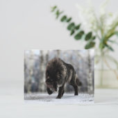 Angry zwarte wolf briefkaart (Staand voorkant)