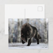 Angry zwarte wolf briefkaart (Voorkant / Achterkant)