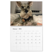 Angst voor de baard: Schnauzer Edition Kalender (Feb 2026)