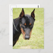Angstaanjagend briefkaart van Doberman (Voorkant / Achterkant)