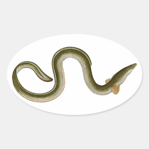 Anguilla anguilla ovale sticker