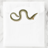 Anguilla anguilla ovale sticker (Tas)