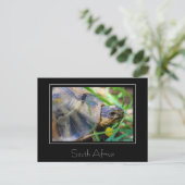 Angulate Schildpad Zuid-Afrika Natuur Ansichtkaart Briefkaart (Staand voorkant)