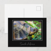 Angulate Schildpad Zuid-Afrika Natuur Ansichtkaart Briefkaart (Voorkant / Achterkant)