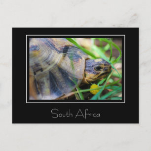 Angulate Schildpad Zuid-Afrika Natuur Ansichtkaart Briefkaart