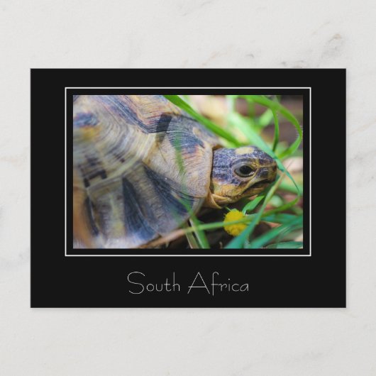 Angulate Schildpad Zuid-Afrika Natuur Ansichtkaart Briefkaart (Voorkant)