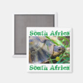 Angulate Tortoise South Africa Natuur Magnet (Voorkant / Achterkant)