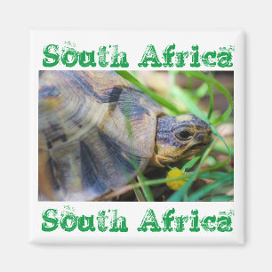 Angulate Tortoise South Africa Natuur Magnet