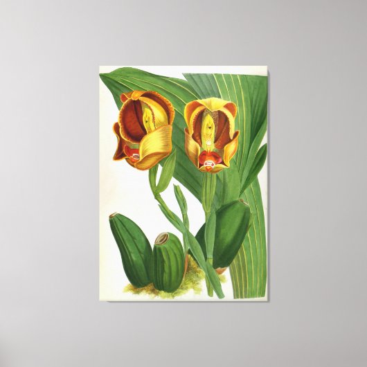 Anguloa Ruckerii Sanguine Lindenia Orchid Canvas Afdruk (Voorkant)