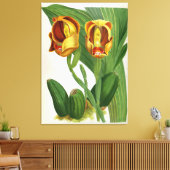 Anguloa Ruckerii Sanguine Lindenia Orchid Canvas Afdruk (Insitu (Woonkamer))