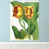 Anguloa Ruckerii Sanguine Lindenia Orchid Canvas Afdruk (Insitu (Houten vloer))