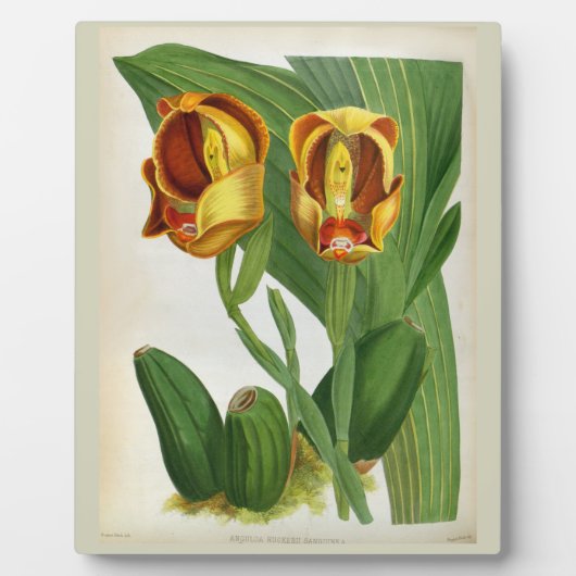 Anguloa Ruckerii Sanguine Lindenia Orchid Fotoplaat (Voorkant)