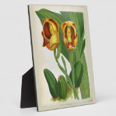 Anguloa Ruckerii Sanguine Lindenia Orchid Fotoplaat (Zijkant)