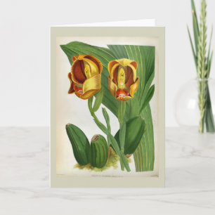 Anguloa Ruckerii Sanguine Lindenia Orchid Kaart