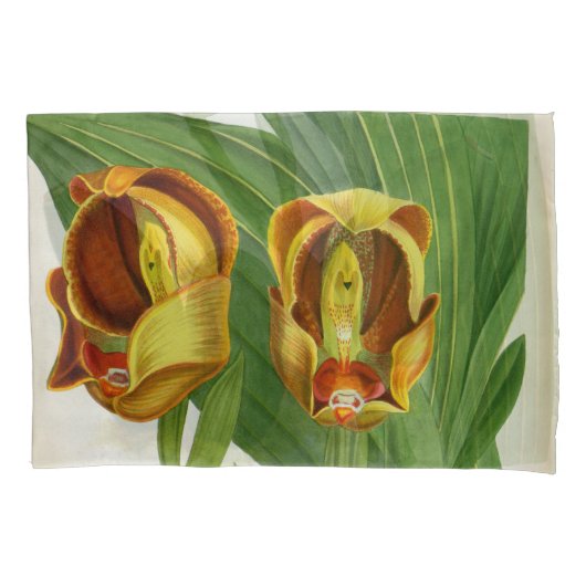 Anguloa Ruckerii Sanguine Lindenia Orchid Kussensloop (Voorkant)