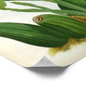 Anguloa Ruckerii Sanguine Lindenia Orchid Poster (Hoek)