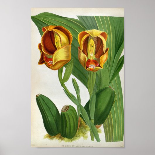Anguloa Ruckerii Sanguine Lindenia Orchid Poster (Voorkant)