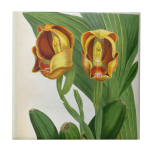 Anguloa Ruckerii Sanguine Lindenia Orchid Tegeltje