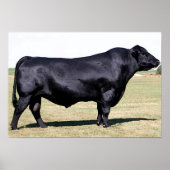 Angus Bull Portret Poster Print (Voorkant)