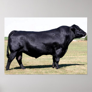 Angus Bull Portret Poster Print