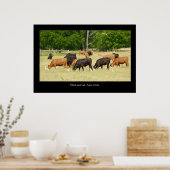 Angus Cattle Poster Print (Keuken)