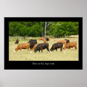 Angus Cattle Poster Print (Voorkant)