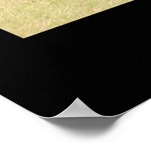 Angus Cattle Poster Print (Hoek)