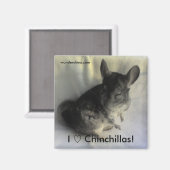 Angus Chinchilla Magnet (Voorkant / Achterkant)