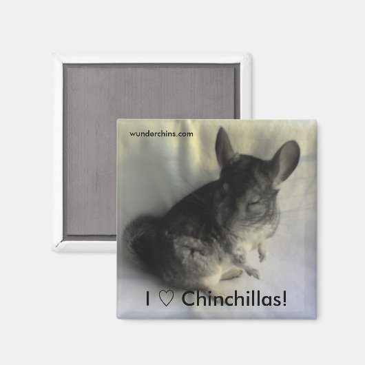 Angus Chinchilla Magnet (Voorkant / Achterkant)