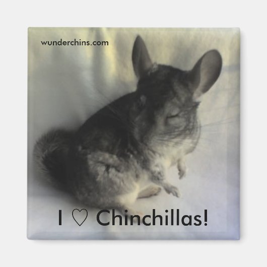 Angus Chinchilla Magnet (Voorkant)