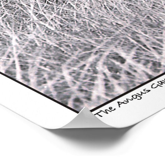 Angus Gang - Black Angus Cattle - Texas Poster (Hoek)