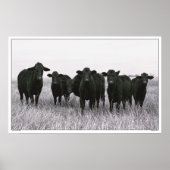 Angus Gang - Black Angus Cattle - Texas Poster (Voorkant)