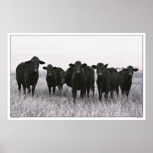 Angus Gang - Black Angus Cattle - Texas Poster