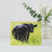 Angus Steer in Tall Yellow Grass Briefkaart (Staand voorkant)