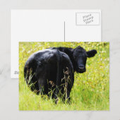 Angus Steer in Tall Yellow Grass Briefkaart (Voorkant / Achterkant)