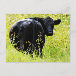 Angus Steer in Tall Yellow Grass Briefkaart