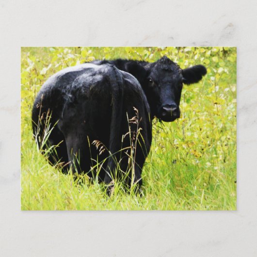 Angus Steer in Tall Yellow Grass Briefkaart (Voorkant)