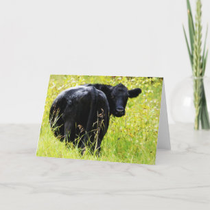 Angus Steer in Tall Yellow Grass Kaart