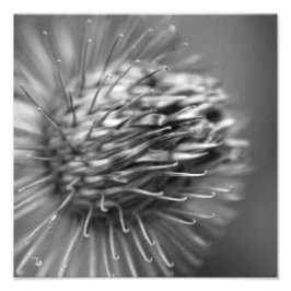 anhänglich - Premium Fotodruck Satin schwarzweiß Foto Afdruk